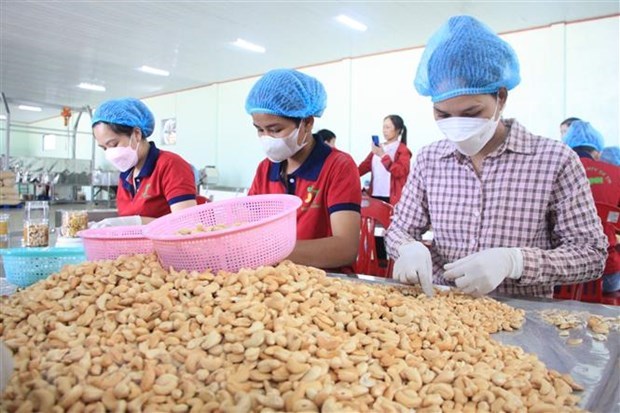 Binh Phuoc’s cashew nuts recognised 5-star OCOP product hinh anh 1