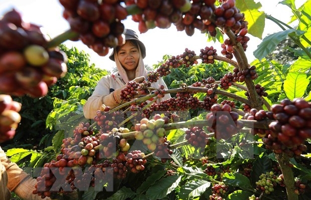 Vietnam needs to develop coffeee value chain: Minister