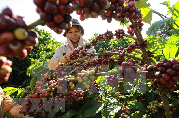 Vietnam needs to develop coffee value chain: Minister hinh anh 1