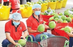 ho chi minh citys food processing industry remains optimistic about exports