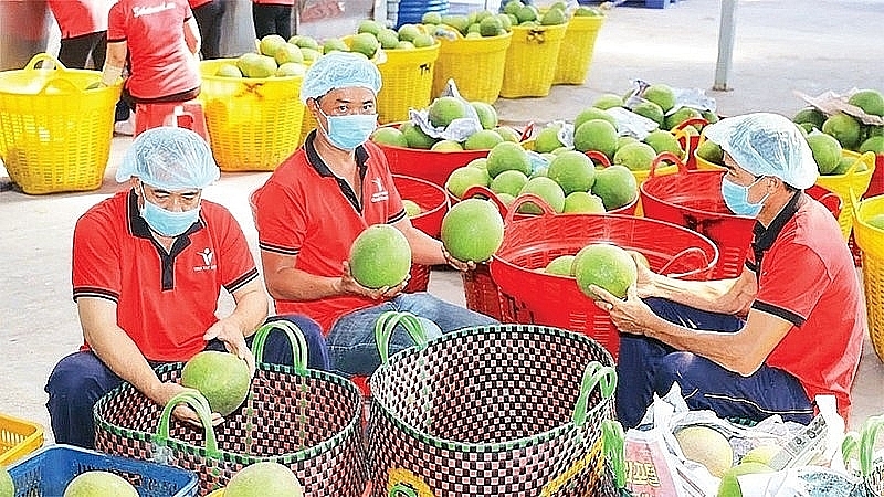 Testing fruits before exporting at Vina T&T Group Company. Photo: Minh Ha