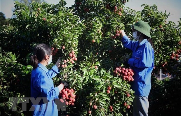 Bac Giang fights smuggling to facilitate lychee trade, production