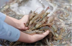 Shrimp industry needs solutions to achieve export target this year