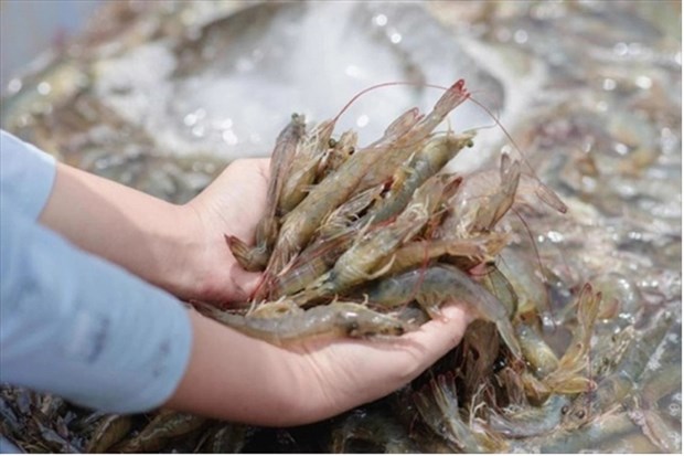 Shrimp industry needs solutions to achieve export target this year hinh anh 1