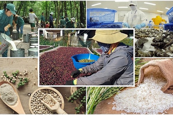 Agro-forestry-aquatic product exports likely to post positive growth from Q4 hinh anh 2