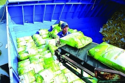 Rice exports: Prolonging growth momentum