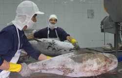 Seafood exporters change the direction to find new orders