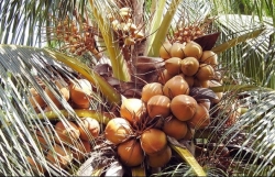 Vietnam eyes sustainable development for coconut industry