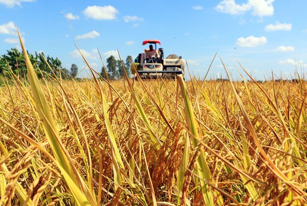 Rice sector needs more support to shift from quantity to quality hinh anh 1