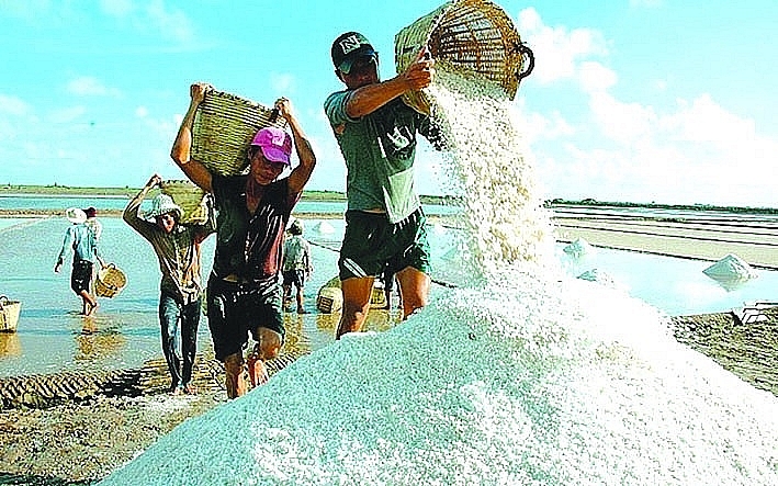 Elevating the salt industry to become a key commodity, efforts must be made so that the area of salt and salt production does not decrease every year as it is now. Illustration: ST