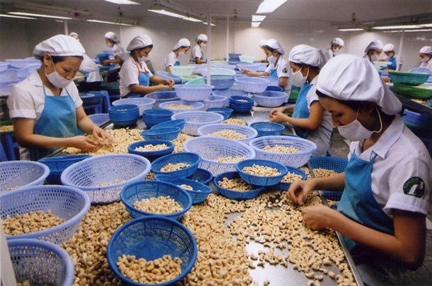 Cashew exports remain a silver lining hinh anh 1