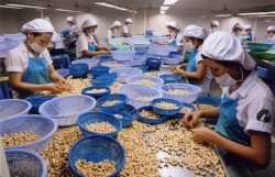 Cashew exports remain a silver lining