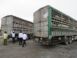 Strictly handle cases of trafficking pigs across border gate to Vietnam