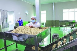 export of cashew kernels pepper spices growth but many worries