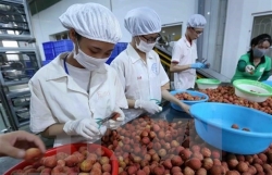 Austria a promising market for Vietnamese fruits: Experts