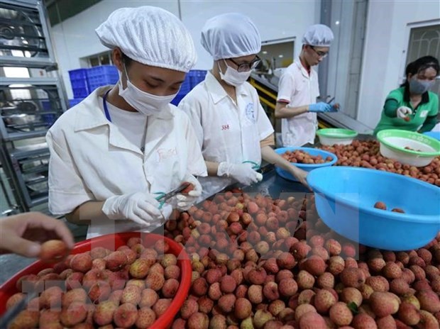 Austria a promising market for Vietnamese fruits: Experts hinh anh 1