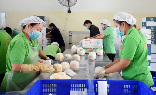 Vietnam gets green light to export fresh husked coconut to US hinh anh 2