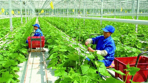 Green credit provision strengthened in agriculture hinh anh 1