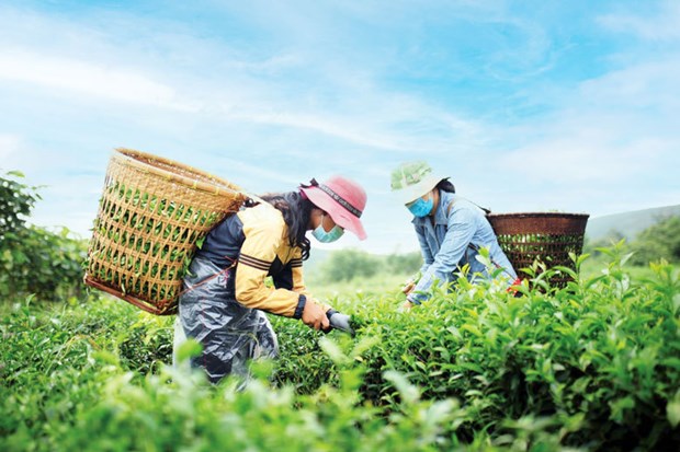 Green credit provision strengthened in agriculture hinh anh 2