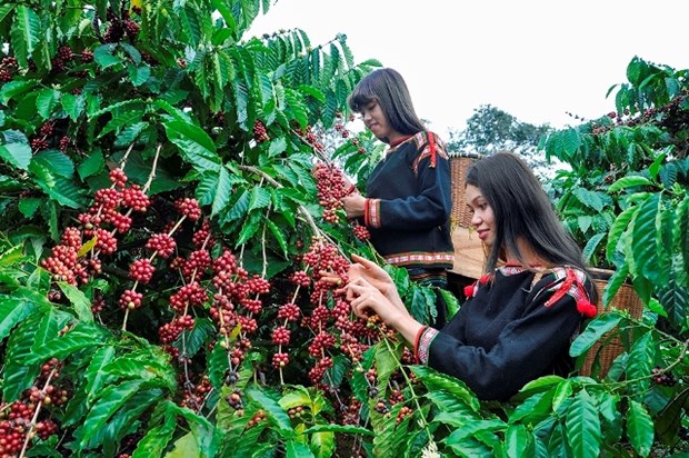 Coffee industry striving to adapt to EU’s anti-deforestation law hinh anh 1