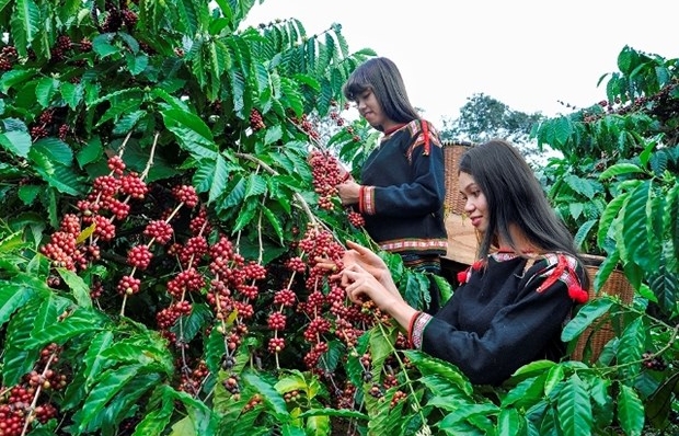 Coffee industry striving to adapt to EU’s anti-deforestation law