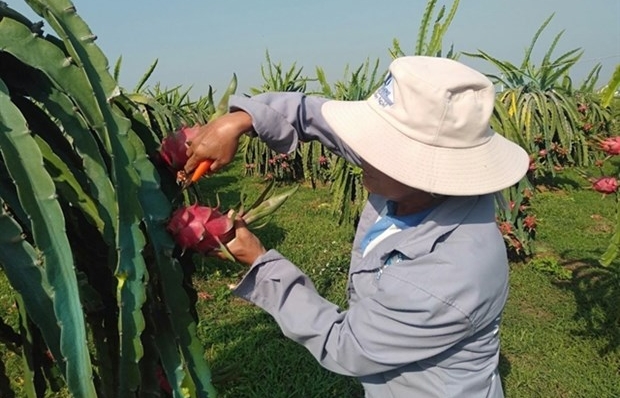 Dragon fruit origin e-traceability system introduced in Binh Thuan