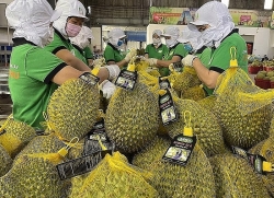 durian entered the billion dollar export club