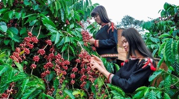 Immediate actions required to prevent forest loss in coffee production: official hinh anh 2