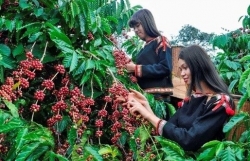 Immediate actions required to prevent forest loss in coffee production: official