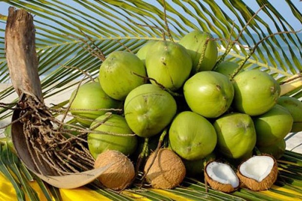 Vietnam’s coconut export to reach 1 billion USD in 2025: insider hinh anh 1
