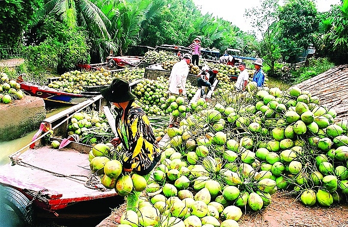 A billion-dollar opportunity for Vietnamese coconuts