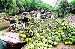 a billion dollar opportunity for vietnamese coconuts