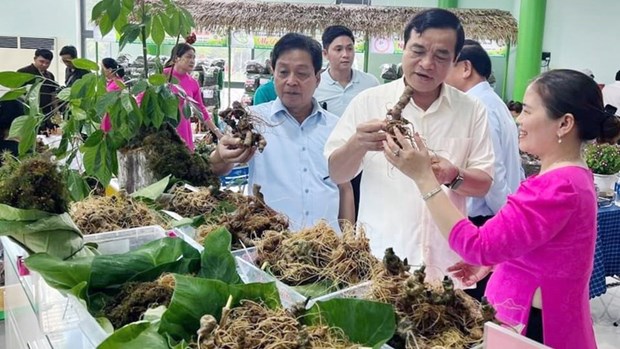 Vietnam builds international brand for ginseng hinh anh 2