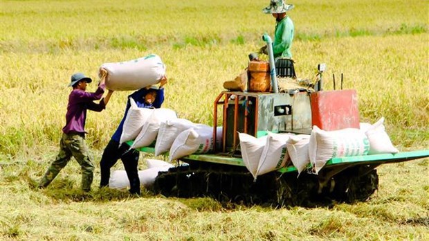 Hanoi focuses on building rice trademark hinh anh 1
