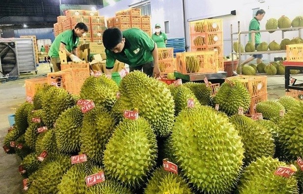 Veggie, fruit exports to China enjoy double-digit growth rate hinh anh 1