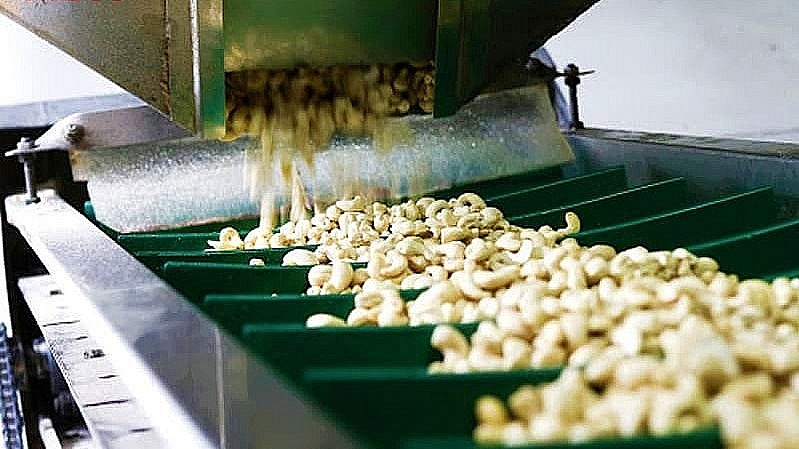 Cashew nut processing chain. Illustrative photo