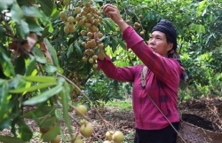 connecting the market for products from ethnic minorities and mountainous regions