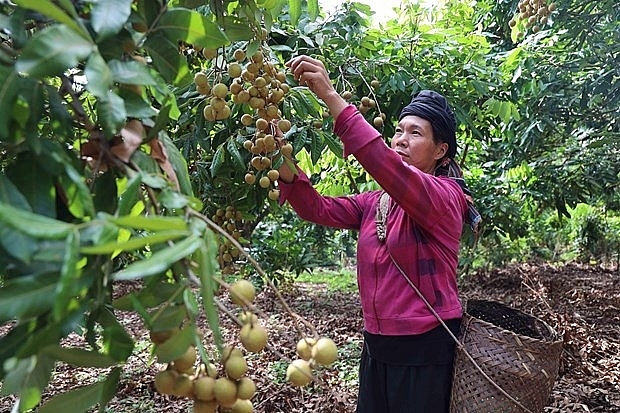 Opening up opportunities for mountainous agricultural products to reach large markets. Photo: VNA