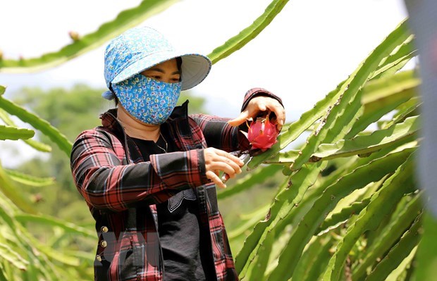 Vietnam seeks to secure sustainable development for dragon fruit sector hinh anh 1