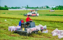 Joint efforts needed for sustainable development of rice farming in Mekong Delta
