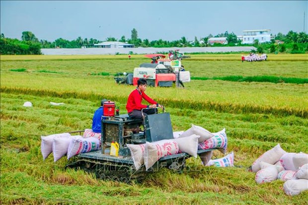Joint efforts needed for sustainable development of rice farming in Mekong Delta hinh anh 2