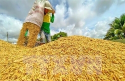 ASEAN member nations urged to prioritise intra-bloc rice exports