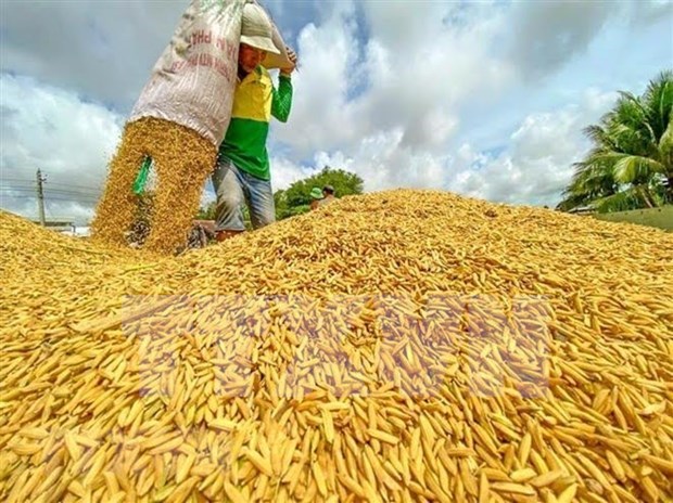 ASEAN member nations urged to prioritise intra-bloc rice exports hinh anh 1