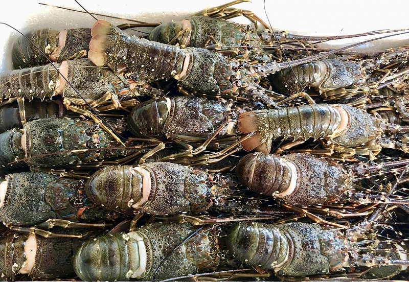 Lobsters are exported to China largely via  unofficial channels