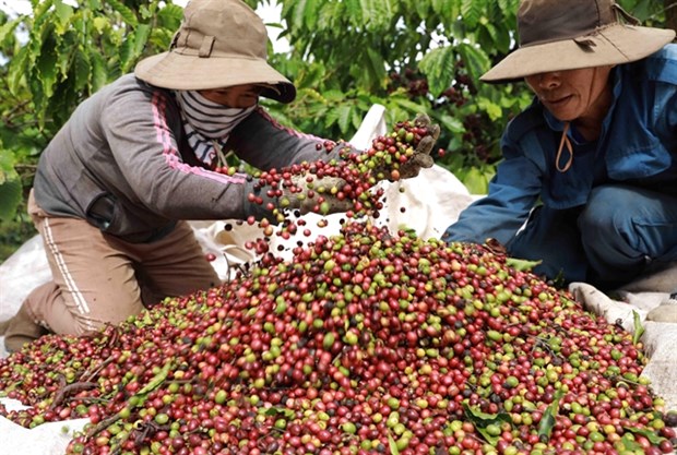 Vietnamese coffee producers urged to focus on quality for sustainable export hinh anh 1