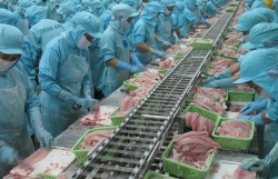 China and Hong Kong - the largest demanding importers for Vietnamese pangasius