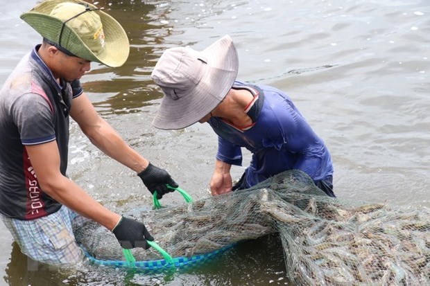 Workshop talks sustainable shrimp industry hinh anh 1