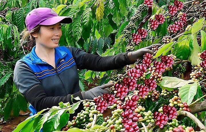 To "get a good harvest and get a good price", coffee businesses need credit incentives