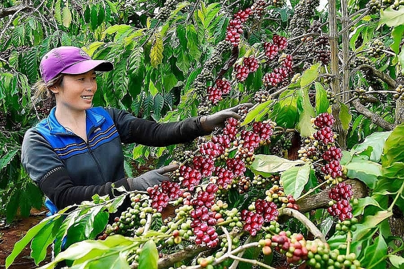 Coffee prices are high, so businesses need capital to produce on time. Photo: ST