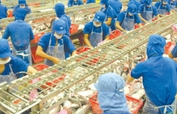 Pangasius exports to the EU drops by 19%